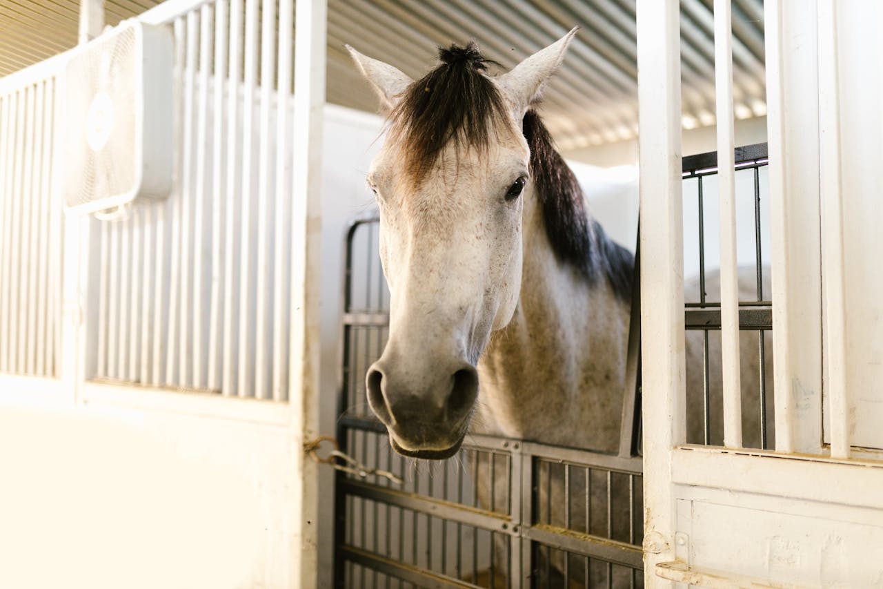 A serene white horse captured in a bright stable environment, showcasing its gentle demeanor.